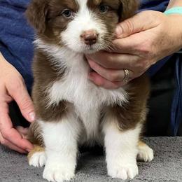 Liberty - Red tri-color female Australian Shepherd puppy in Marshall, Indiana from Larkwood Australian Shepherds