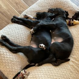 Great Dane Puppies from Robin Pfotenhauer