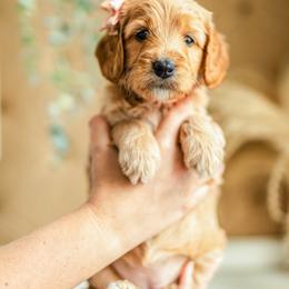 Estelle - Apricot female Goldendoodle puppy in Acton, Maine from Silver Pines Pups