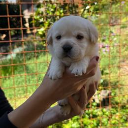 Cedar - Yellow male Labrador Retriever puppy in Auburn, California from Gold Country Chihuahuas