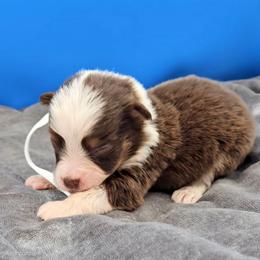 White Collar RTM - Red tri-color male Miniature American Shepherd puppy in Lexington, Kentucky from Deuce's Den