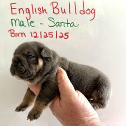 Santa - Blue tri-color male Bulldog puppy in Zionsville, Indiana from Midwest Bulldogs