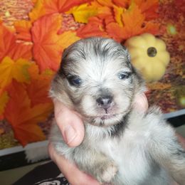Armani - Blue merle male Pomeranian puppy in Weatherford, Texas from Jeweled Poms