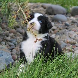 Miniature American Shepherd and Miniature Australian Shepherd Puppies from ShawnMarie Davis
