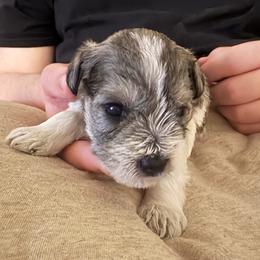 Millie - Parti female Miniature Schnauzer puppy in Troutdale, Oregon from Krystle's Miniature Schnauzers
