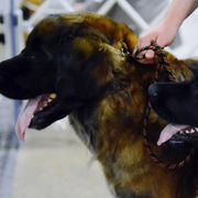 Leonbergers from Invictus Leonbergers