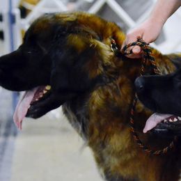 Leonbergers from Invictus Leonbergers