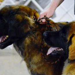 Leonbergers from Invictus Leonbergers