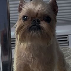 Girl 2 - female Brussels Griffon puppy in Amissville, Virginia from Walenga Brussels Griffon & Bridlewood Labradors