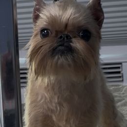 Girl 2 - female Brussels Griffon puppy in Amissville, Virginia from Walenga Brussels Griffon & Bridlewood Labradors
