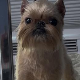 Girl 2 - female Brussels Griffon puppy in Amissville, Virginia from Walenga Brussels Griffon & Bridlewood Labradors