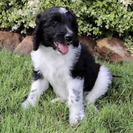 Goldendoodle Puppies from Shades of Grace Doodles in Texas