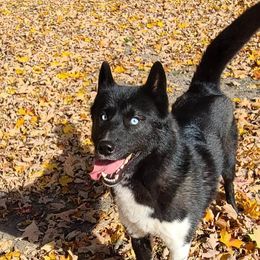 German Shepherd and Siberian Husky Puppies from Sstar