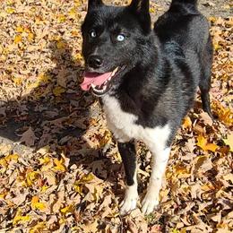 German Shepherd and Siberian Husky Puppies from Sstar