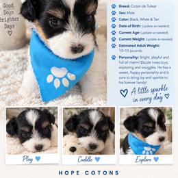 Dazzle - Tri-color male Coton de Tulear puppy in Freeport, Texas from H❤️PE COTONS