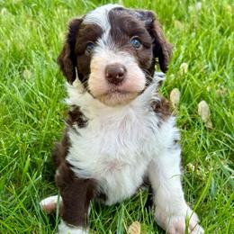 Wonder Woman - Brown and white female Aussiedoodle puppy in Bedford, Virginia from Brandt Farms Aussiedoodles