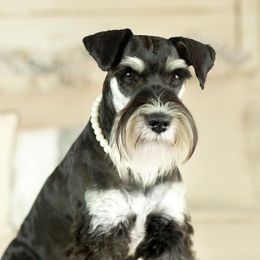 Helen - Miniature Schnauzer
