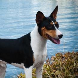 Sub-Zero - Basenji puppy from Triforce Basenjis