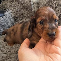 Cena - Red male Dachshund puppy in Tampa, Florida from EntityDachs