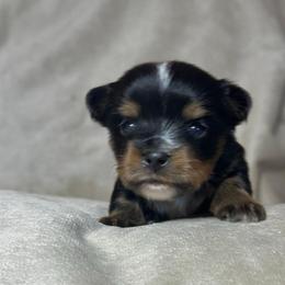 Kermit - Black and tan male Yorkshire Terrier puppy in Goode, Virginia from Glass Hill Yorkies