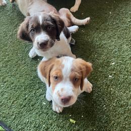 Brittany Puppies from Caliah Brittanys