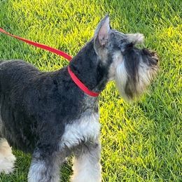 Rain - Miniature Schnauzer