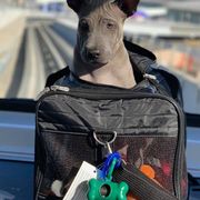Thai Ridgeback Puppies from Topking Thai Ridgeback Dogs