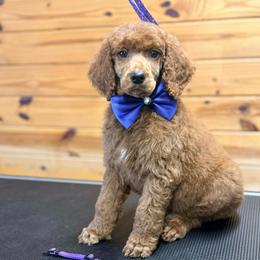 Purple Collar - Red  male Poodle puppy in Henagar, Alabama from Windy Oak Kennels