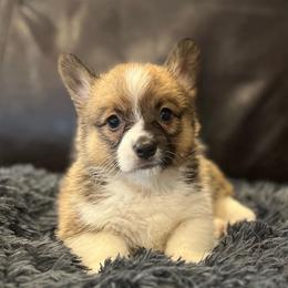 MN - F2 - Sable female Pembroke Welsh Corgi puppy in Stockton, Iowa from Infinity Corgis