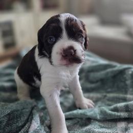 Izzy - Liver and white female Brittany puppy in Alma, Georgia from Edenbright Brittanys