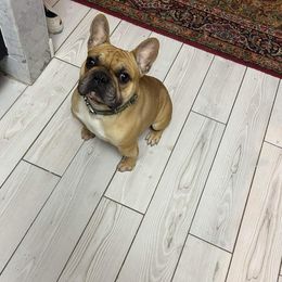 Rojo - French Bulldog