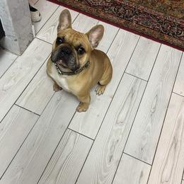 Rojo - French Bulldog
