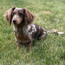 Gidget - Dachshund
