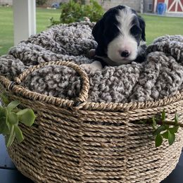 Assorted Doodle Crosses Puppies from Aussie Mountain Doodles