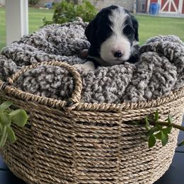 Assorted Doodle Crosses Puppies from Aussie Mountain Doodles