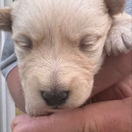 Girl 1 - Wheaten female Scottish Terrier puppy in Lancing, Tennessee from Pilot Mtn Scottie’s