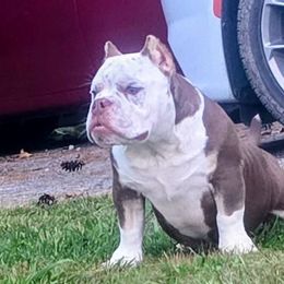 American Bullies and Yorkshire Terriers from Bella Gail Kennels