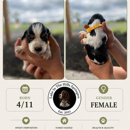Girl 2 - Black white and tan female English Springer Spaniel puppy in Fort Meade, Florida from Lake in the Hills Springers