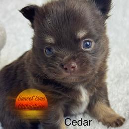 Chihuahua Puppies from Sunset Eves Chihuahuas