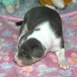 Blue tri male 1,11 - Blue cream and white male Basenji puppy in Eugene, Oregon from Basenji Puppies