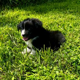 Gunner - Black & white male Miniature Australian Shepherd puppy in Mount Carmel, Tennessee from Hill Top Mini Aussies