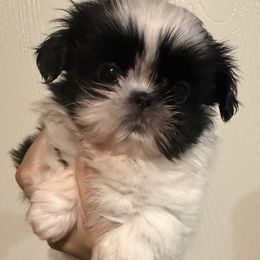 Stunning Dior - Black and white female Shih Tzu puppy in Galveston, Texas from 🌗 New Moon Shih Tzu 🌗