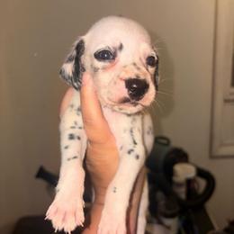 Orange collar girl - White and black female Dalmatian puppy in Toledo, Ohio from Exquisite Dalmatians & Standard Poodles