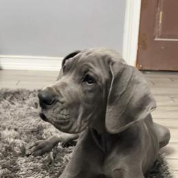 Great Dane Puppies from Lazy A Danes