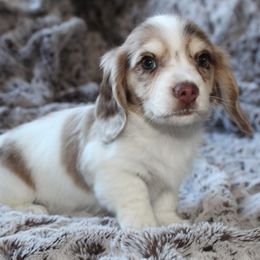 Dachshund Puppies from Rylie Stovall
