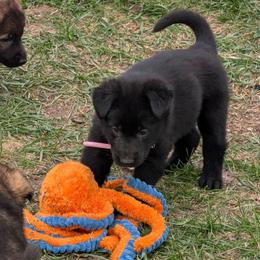 Pink - Black female German Shepherd puppy in Motley, Minnesota from Von Thomson Haus