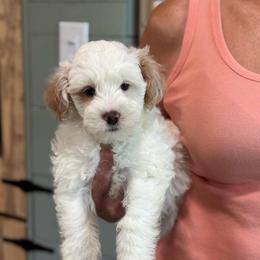 Popsicle - White male Sheepadoodle puppy in Wharton, Texas from Little Fur Friends