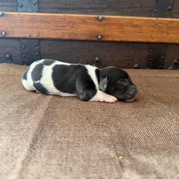 Benny - Piebald male Dachshund puppy in Clifton, Idaho from Diamondline Doberman