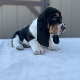 Basset Hound Puppies from Autumn Oak Basset Hounds