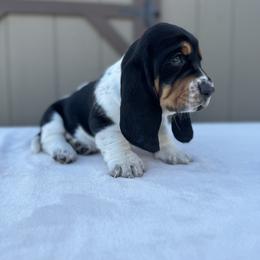 Basset Hound Puppies from Autumn Oak Basset Hounds